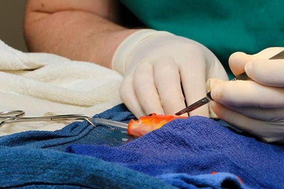 goldfish_operation