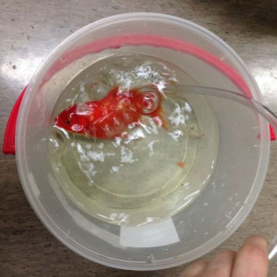 goldfish_operation