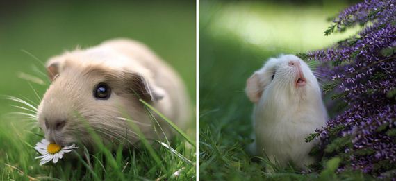 guinea-pig-booboo-lieveheersbeestje