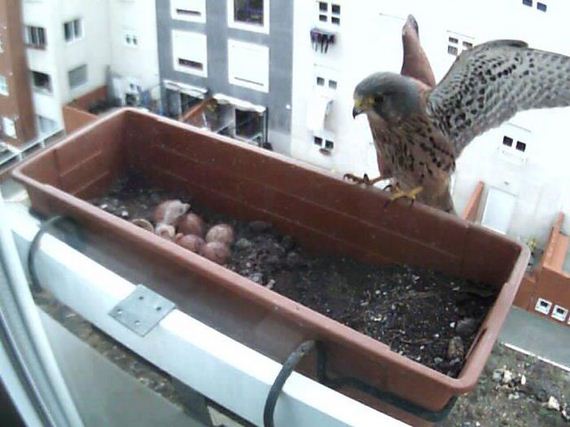 just_a_falcon