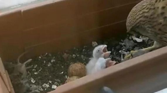just_a_falcon