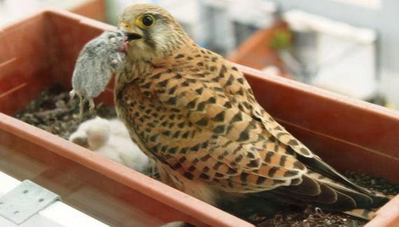 just_a_falcon