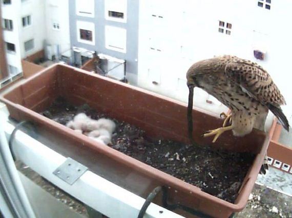 just_a_falcon