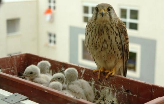 just_a_falcon