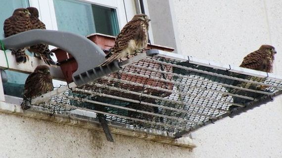 just_a_falcon