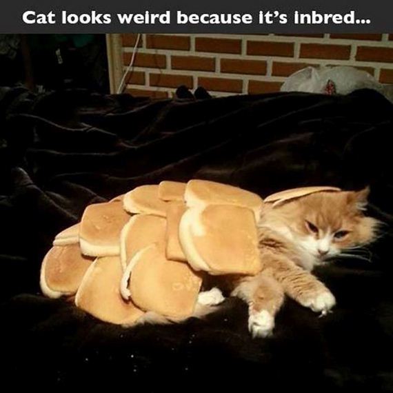 lame_puns