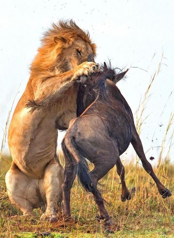 lion_hunting