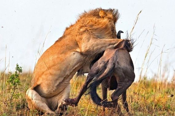 lion_hunting
