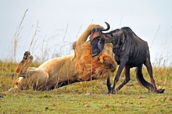 lion_hunting