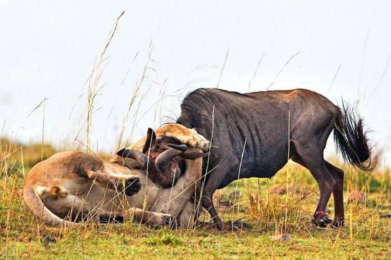 lion_hunting