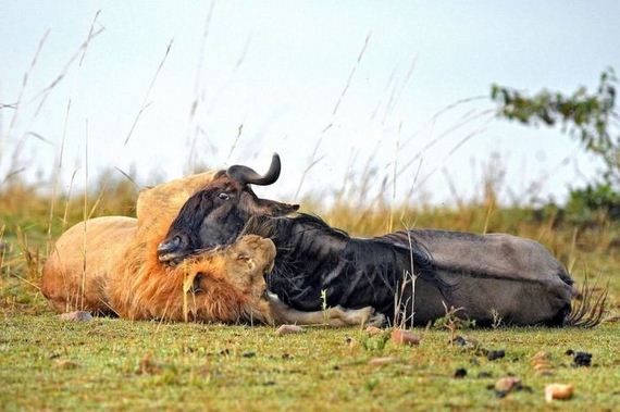lion_hunting