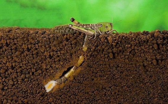 locust_laying_eggs