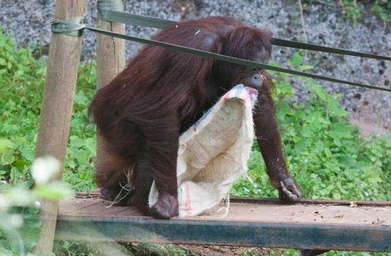 orangutan_01