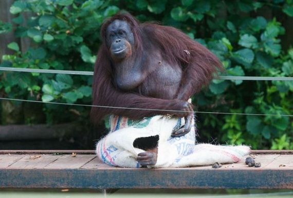orangutan_01