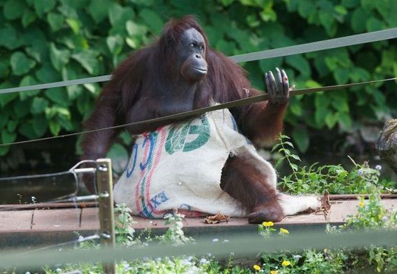orangutan_01