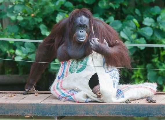 orangutan_01