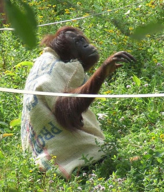 orangutan_01