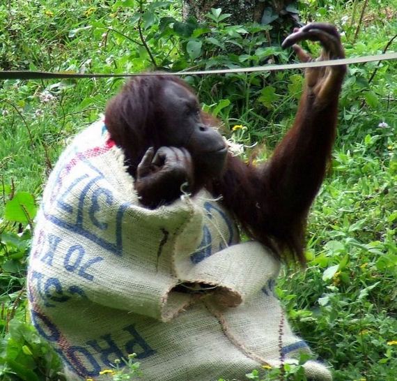 orangutan_01