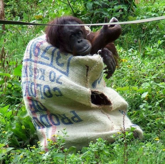 orangutan_01