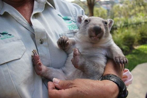 orphaned_wombat