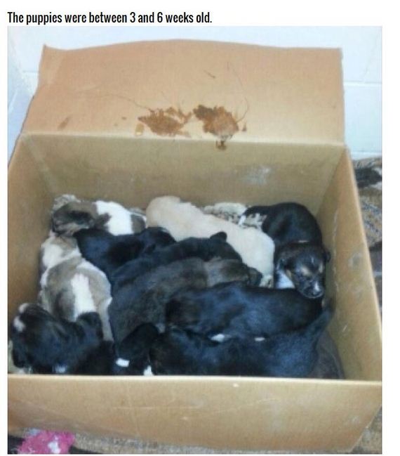 puppies_found