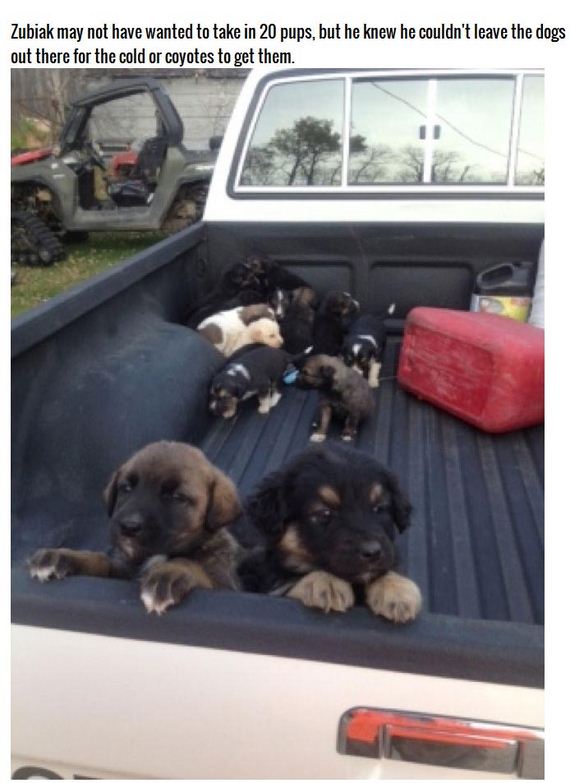 puppies_found