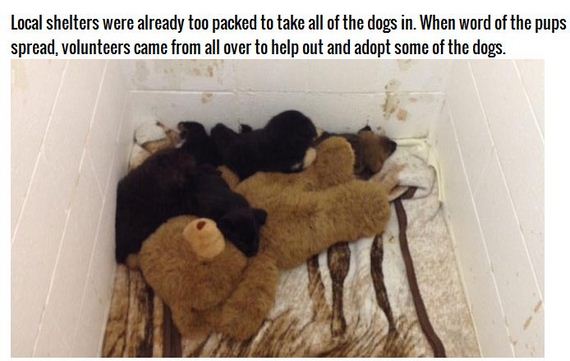 puppies_found