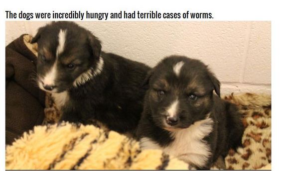 puppies_found