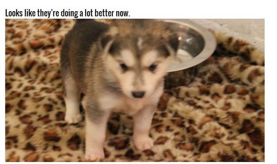 puppies_found