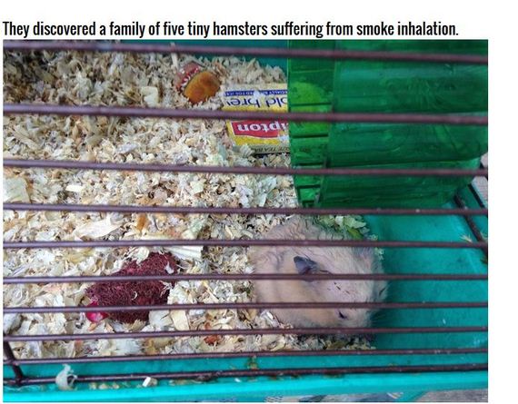 rescue_hamsters