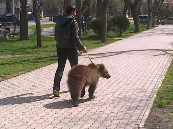 russia-bears-streets