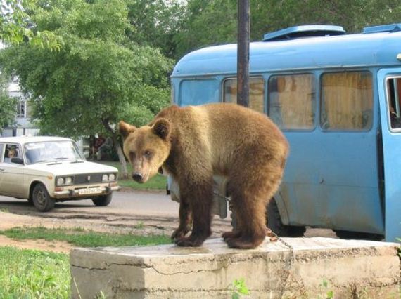 russia-bears-streets