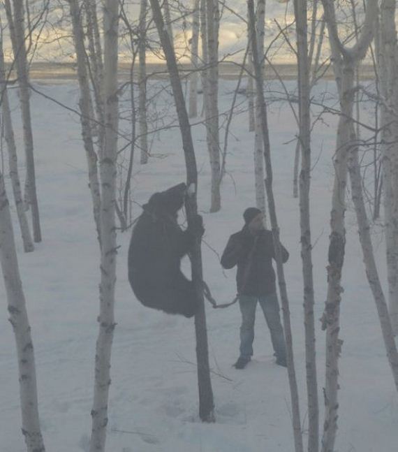 russia-bears-streets