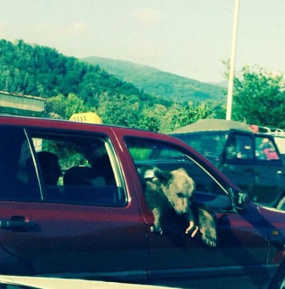 russia-bears-streets