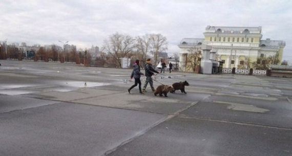 russia-bears-streets