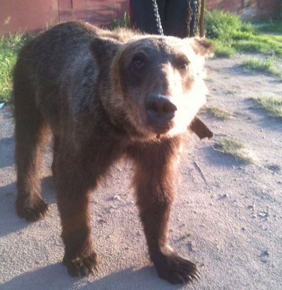 russia-bears-streets