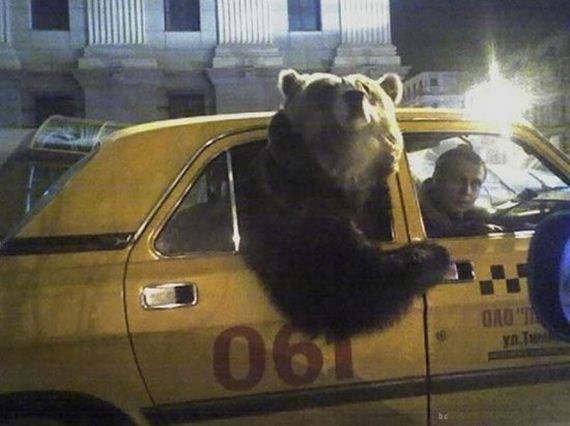 russia-bears-streets