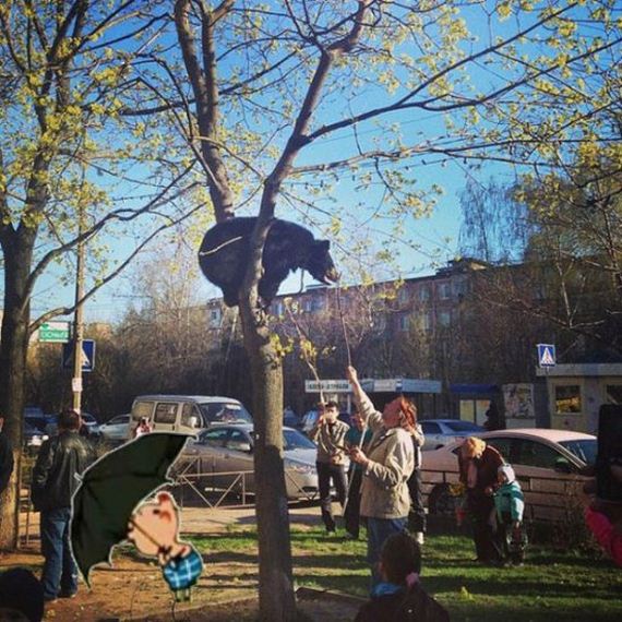 russia-bears-streets