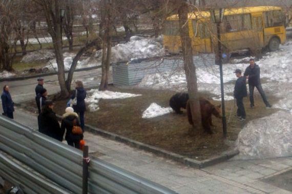 russia-bears-streets
