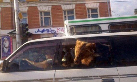 russia-bears-streets