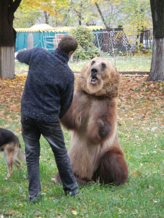 russia-bears-streets