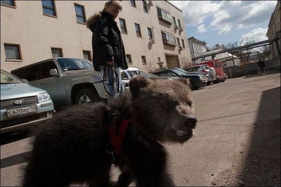 russia-bears-streets