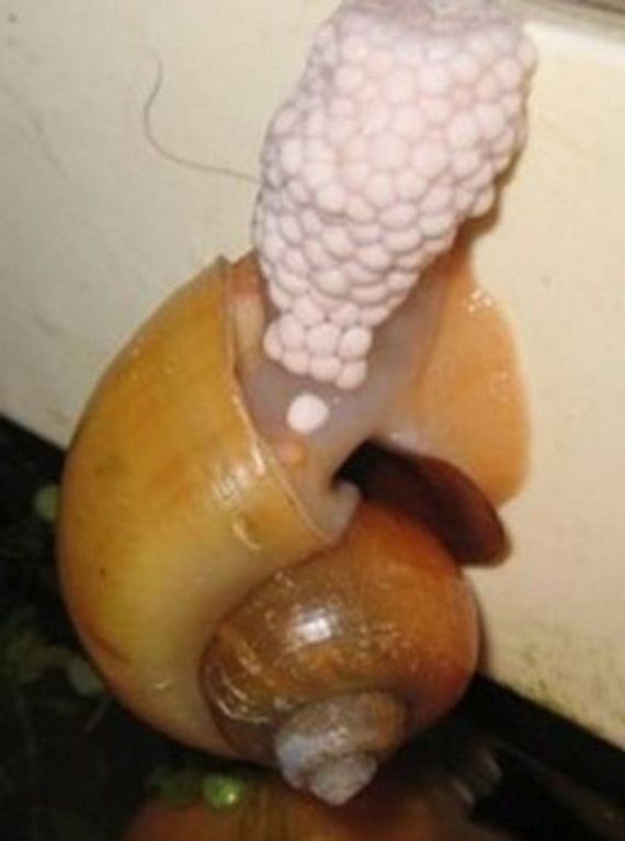 snail_eggs