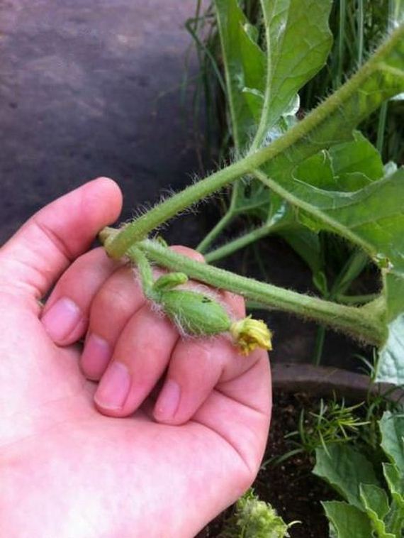 the_story_of_watermelon