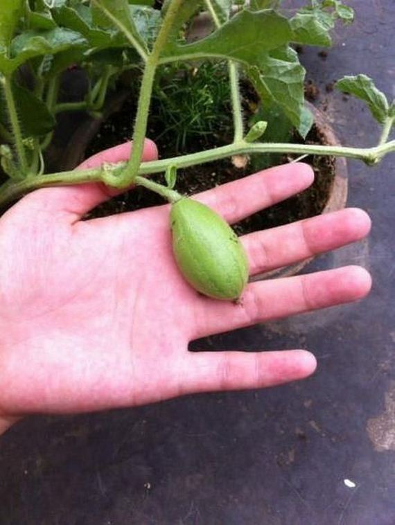 the_story_of_watermelon