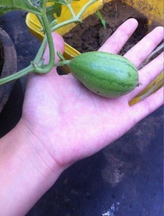 the_story_of_watermelon