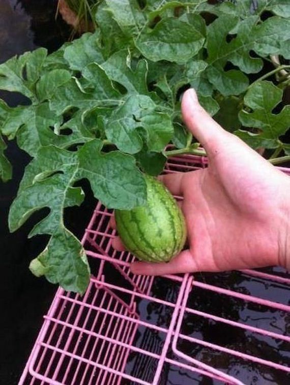 the_story_of_watermelon