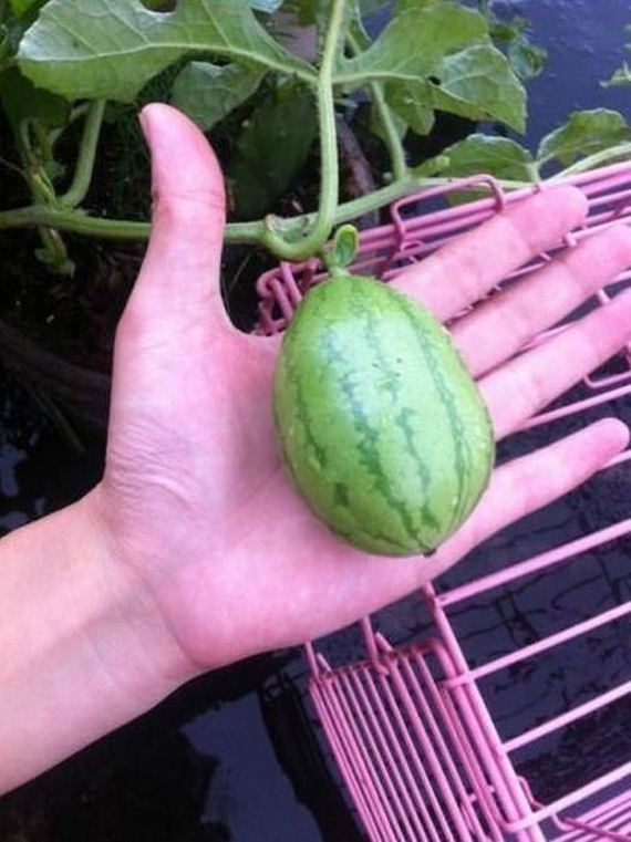 the_story_of_watermelon