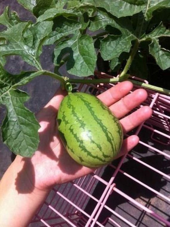 the_story_of_watermelon