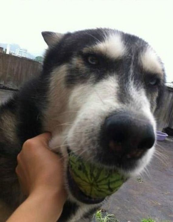 the_story_of_watermelon